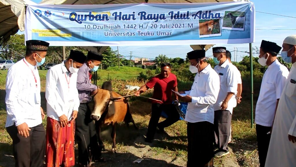 Sapi Kurban di Kampus UTU Meulaboh Mengamuk Saat Hendak Disembelih