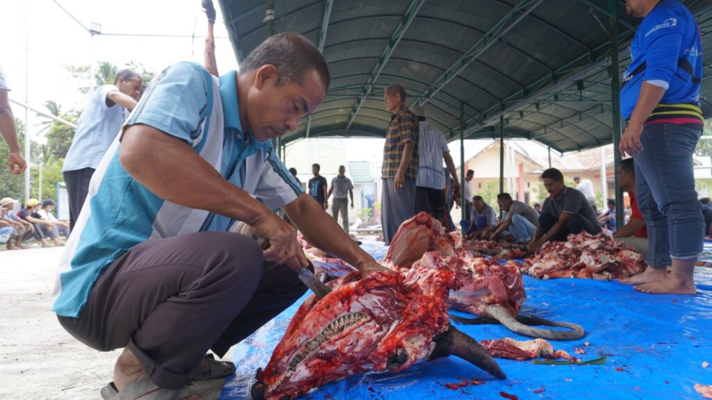 Warga Miruk KBJ Sembelih 13 Ekor “Kameng” dan 9 Ekor “Leumo”
