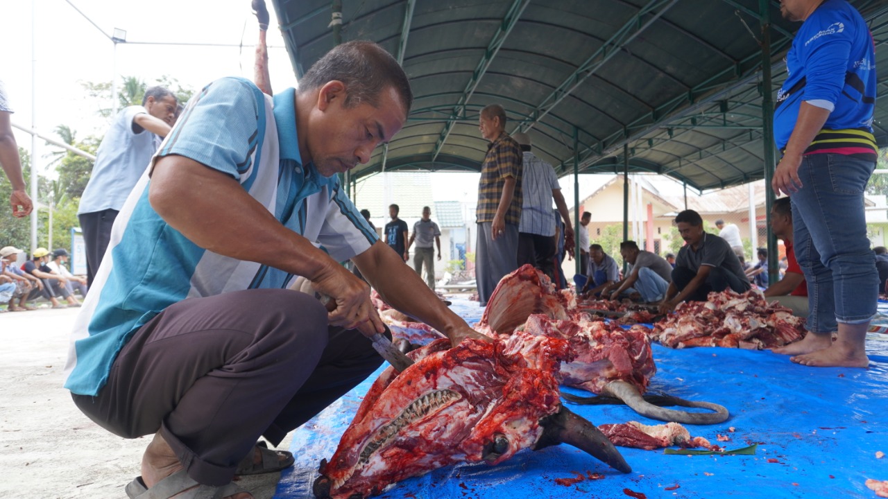 Warga Miruk KBJ Sembelih 13 Ekor “Kameng” dan 9 Ekor “Leumo”