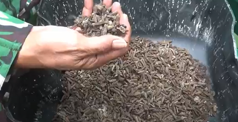 Ulat Manggot Jadi Pakan Alternatif Petani Tambak di Lhokseumawe