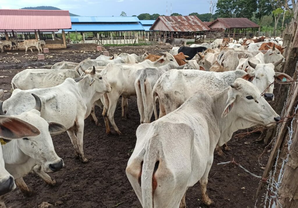 Ditreskrimsus Polda Aceh Tetapkan 9 Tersangka Kasus Sapi Kurus di Saree