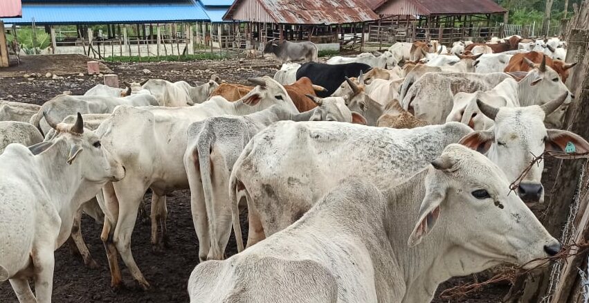 Ditreskrimsus Polda Aceh Tetapkan 9 Tersangka Kasus Sapi Kurus di Saree