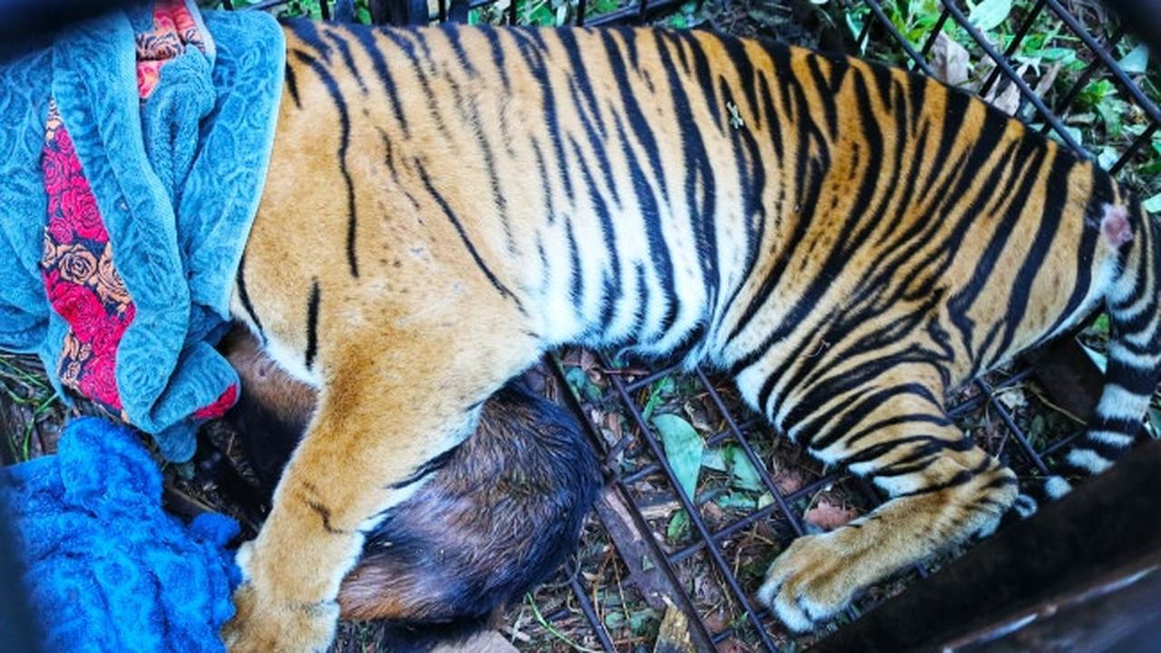 Kondisi Harimau yang Tertangkap di Teluk Lanus Memprihatinkan, Ada Luka Serius di Kaki