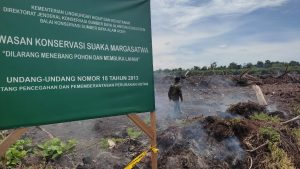 Perkebunan Sawit di Rawa Singkil Ancam Kelestarian Lingkungan