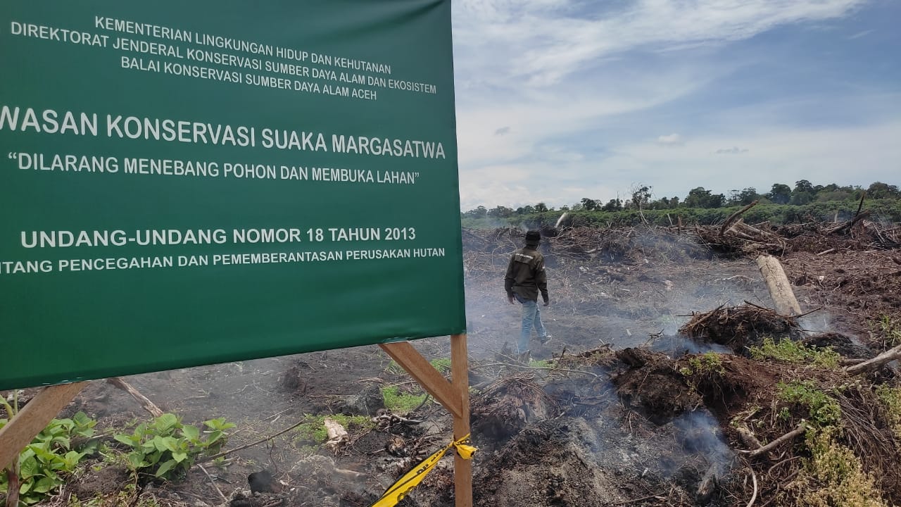 Perkebunan Sawit di Rawa Singkil Ancam Kelestarian Lingkungan