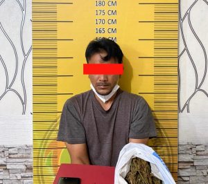 Polisi Tangkap Pria Honorer Pengedar Ganja di Kota Langsa