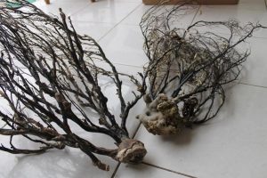 Akar Bahar dan Kayu Hitam, Oleh-oleh Khas Natuna