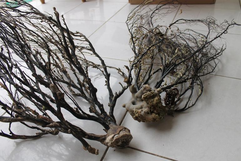 Akar Bahar dan Kayu Hitam, Oleh-oleh Khas Natuna