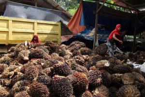 Harga TBS Kelapa Sawit di Aceh Utara Naik, Hasil Panen Malah Berkurang