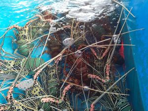 Terkendala Perahu, Hasil Tangkapan Nelayan Simeulue Terbatas