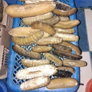 Punya Nilai Jual Tinggi, Hewan Tripang Semakin Langka di Simeulue
