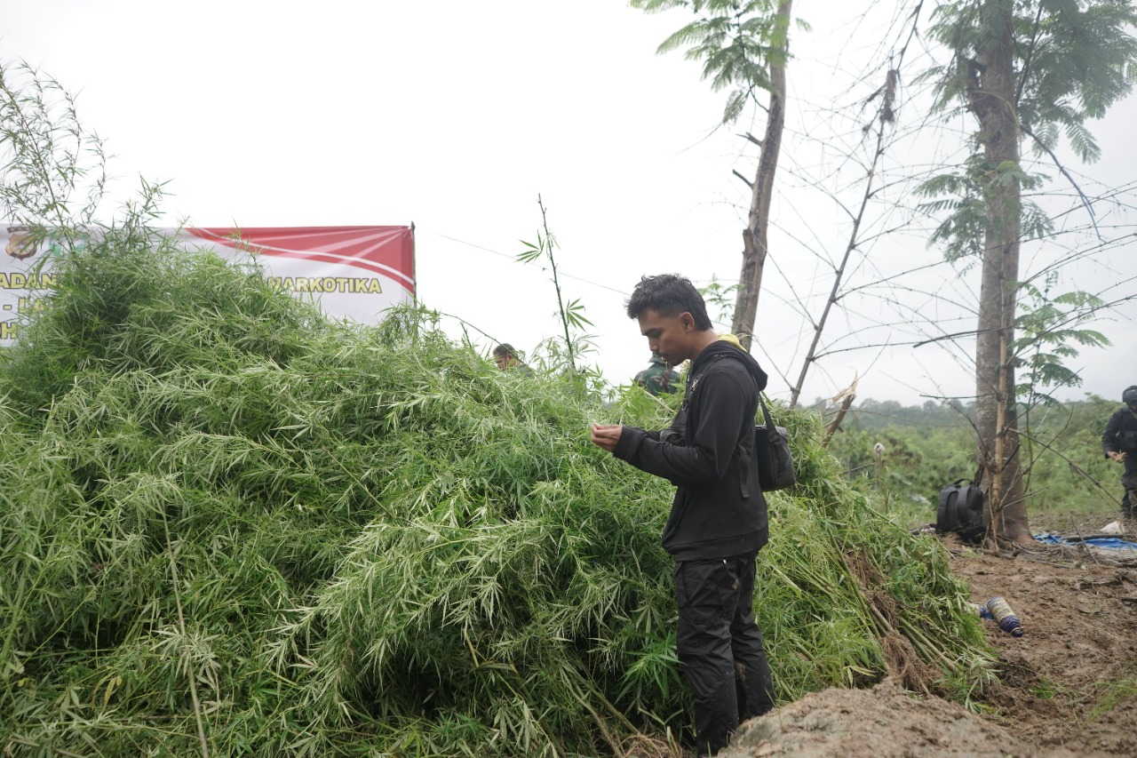 Polisi Musnahkan 40,3 Ton Ganja di Sawang Aceh Utara