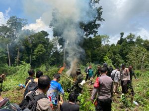 BNN RI dan Personil Brimob Polda Aceh Musnahkan Ribuan Batang Ganja