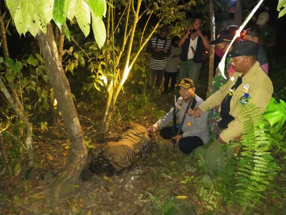 Polisi Tangkap Dua Tersangka Pembunuh Harimau Sumatera di Aceh Timur