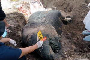 Gajah Mati Tanpa Gading, FJL Desak Polres Aceh Tenggara Usut Tuntas Gajah Mati Tanpa Gading, FJL Desak Polres Aceh Tenggara Usut Tuntas