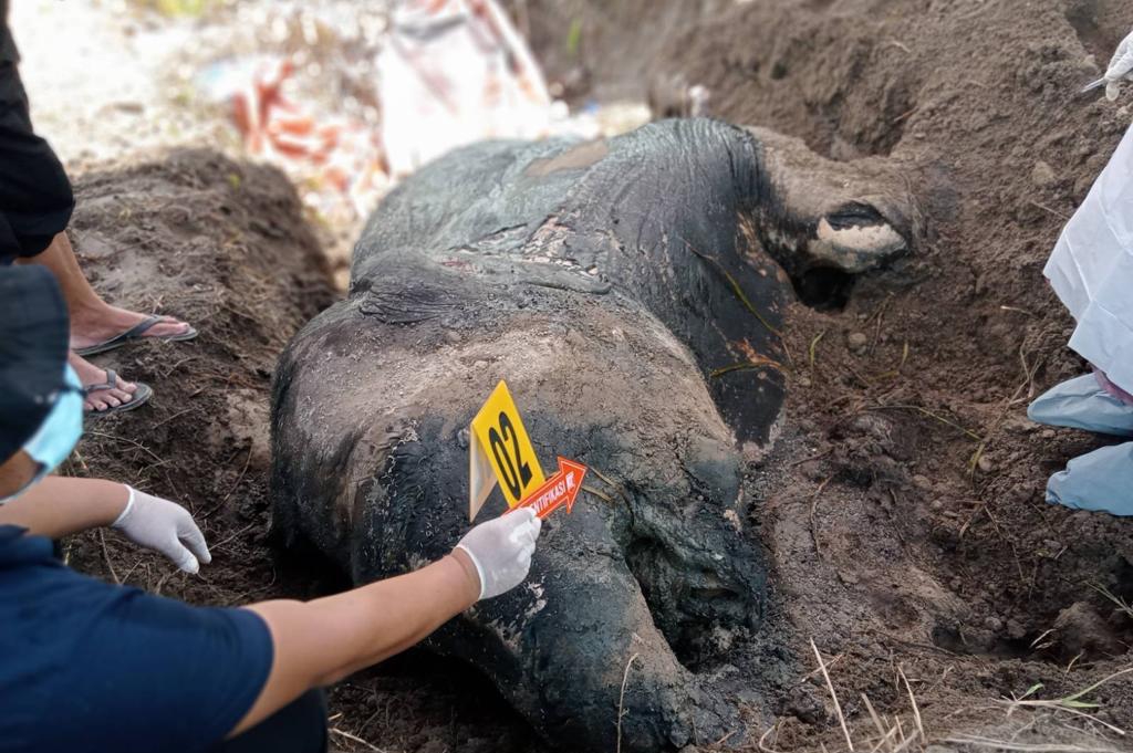 Gajah Mati Tanpa Gading, FJL Desak Polres Aceh Tenggara Usut Tuntas
