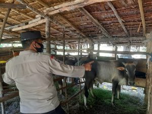 Ratusan Vaksinator Polda Aceh Bantu Vaksinasi Hewan Terjangkit PMK