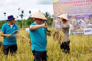 Pj Bupati Aceh Barat Panen Padi Benih Unggul 2022