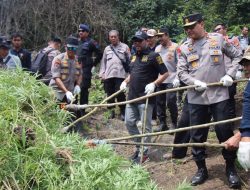 Kapolda Aceh Musnahkan 11 Hektar Ladang Ganja di Aceh Besar