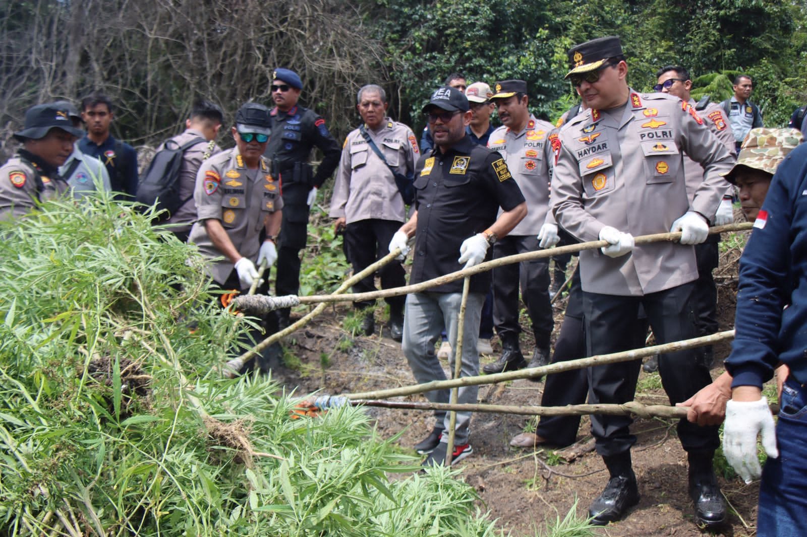 Kapolda Aceh Musnahkan 11 Hektar Ladang Ganja di Aceh Besar