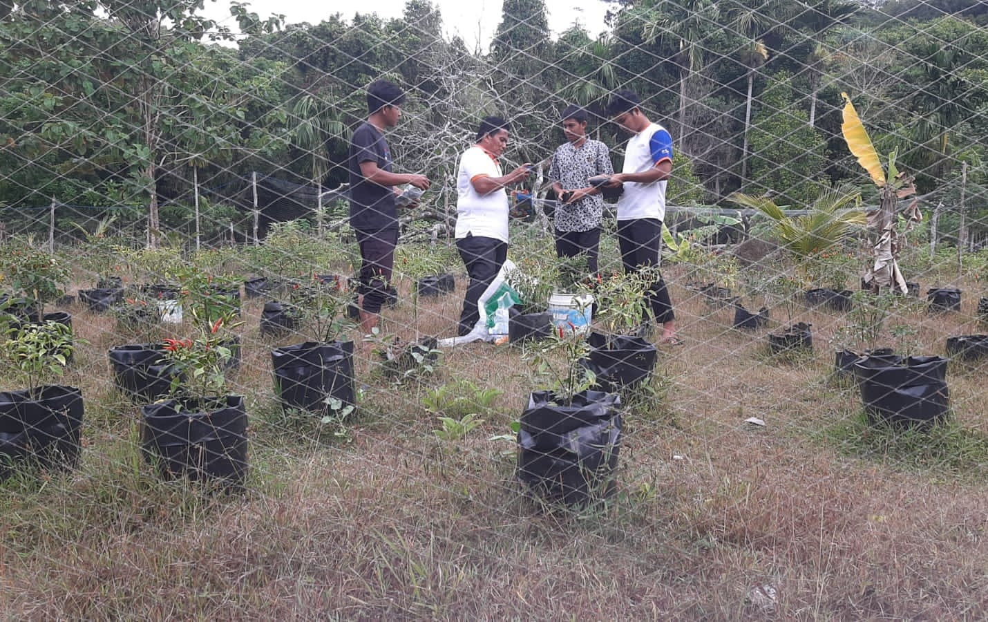 Pemkab Aceh Besar Berikan Bantuan Benih Komoditi Unggulan untuk 5 Gampong di Pulo Ace