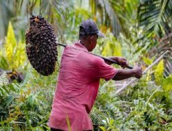 TRK Sebut Ada Dugaan Permainan Harga Beli TBS di Nagan Raya