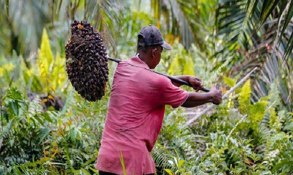 TRK Sebut Ada Dugaan Permainan Harga Beli TBS di Nagan Raya