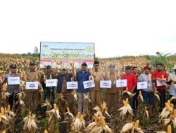 Pj Bupati Aceh Besar Panen Tanaman Jagung, Ajak Masyarakat Ikut Tanam