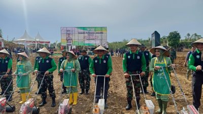 Program I’M Jagong Tanam Perdana di Sawang Aceh Utara