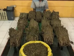 Polisi Ringkus Terduga Pengedar Ganja di Abdya