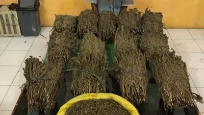 Polisi Ringkus Terduga Pengedar Ganja di Abdya