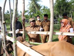 Tinjau Vaksinasi Sapi dan Ayam Petelur, Pj Bupati Aceh Utara Apresiasi Bisnis Peternakan