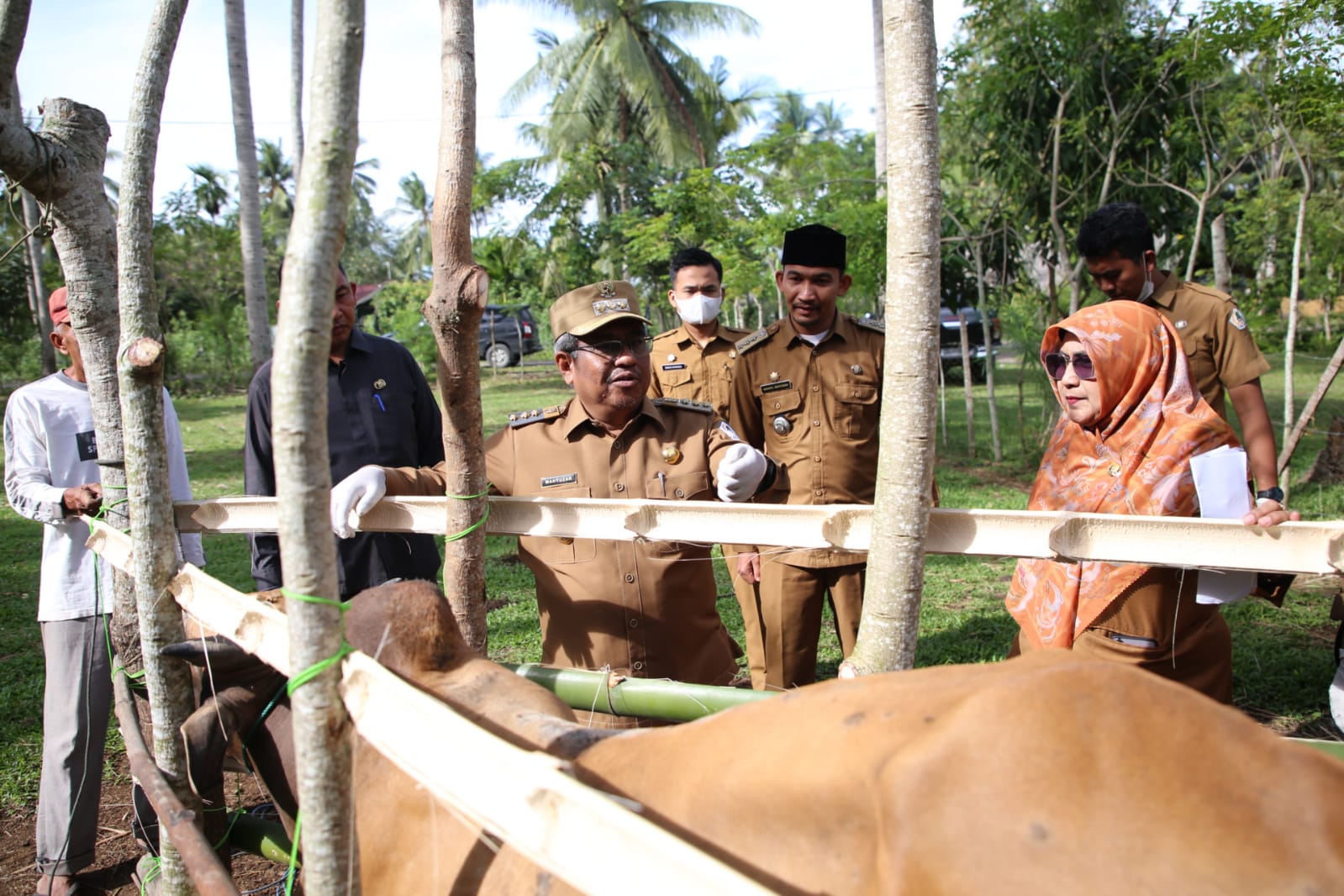 Tinjau Vaksinasi Sapi dan Ayam Petelur, Pj Bupati Aceh Utara Apresiasi Bisnis Peternakan