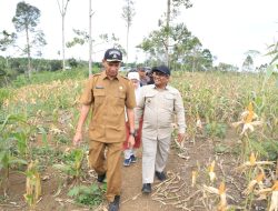 Pj Bupati Aceh Utara Panen Jagung Kering Pipil di Kuta Makmur