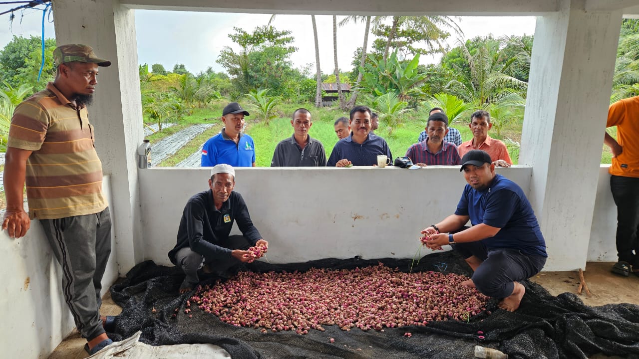 Pj Bupati Iswanto Panen Bawang di Gampong Saney