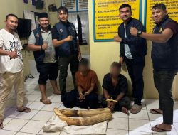 Kedapatan Bawa Gading Gajah, Dua Warga Pidie Ditangkap