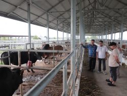 Aceh Besar Punya Potensi Kembangkan Sapi Aceh Berkualitas