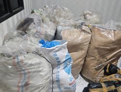 Polisi Amankan 300 Kg Ganja Siap Edar di Beutong Nagan Raya