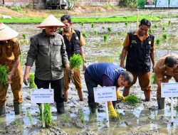 Pj Bupati Aceh Besar Tanam Perdana Padi MT Gadu 2024 di Lamkawe