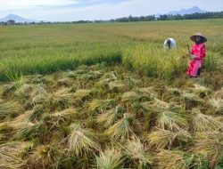 Harga Gabah Kering Rp 7000/Kg, Petani Aceh Besar Bersyukur