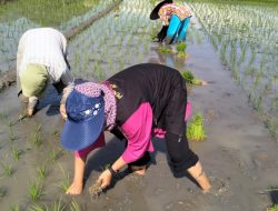 PPL Aceh Besar Terjun Langsung Tanam Padi Perdana Bersama Petani