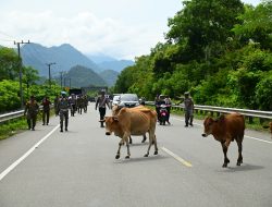 Petugas Gabungan Usir Ternak Liar di Jalan Banda Aceh-Meulaboh