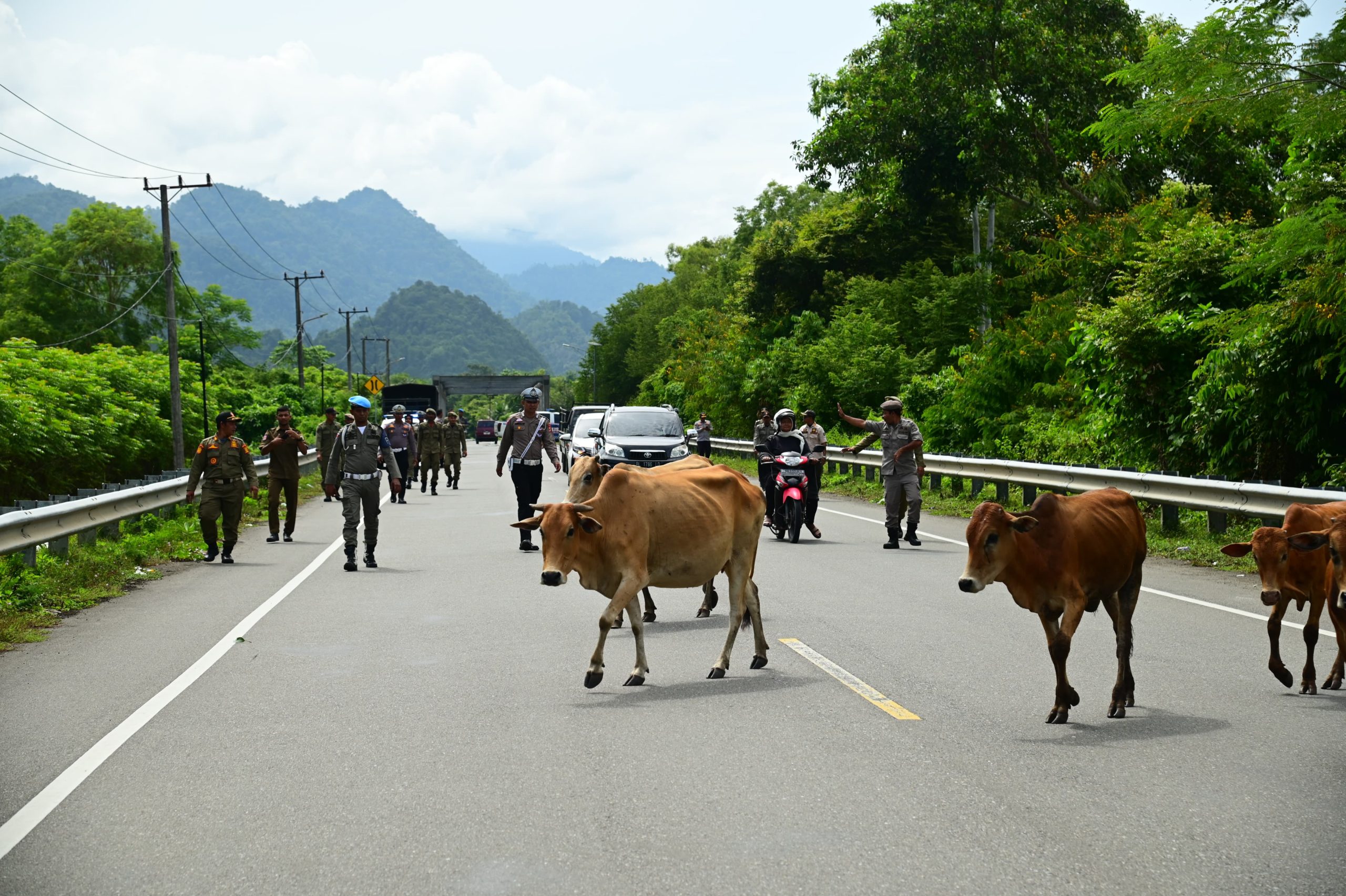 Petugas Gabungan Usir Ternak Liar di Jalan Banda Aceh-Meulaboh
