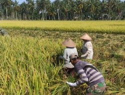 Dua Kecamatan di Aceh Besar Mulai Panen Padi, Harga Gabah Masih Rp 6.500