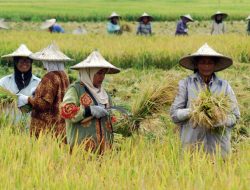 Catatan BPS, Produksi Padi Aceh Capai 1,66 Ton