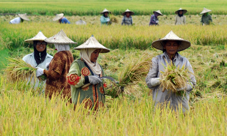 Catatan BPS, Produksi Padi Aceh Capai 1,66 Ton