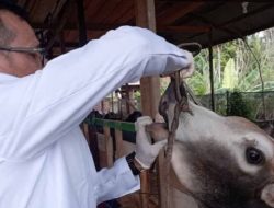 Tim Kesehatan Hewan Disnak Aceh Periksa Hewan Ternak untuk Meugang Ramadan