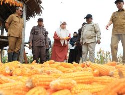 Produksi Jagung Pipilan Aceh Awal Tahun 2025 Diproyeksi 12,211 Ton