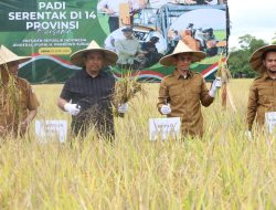 Panen Raya Padi Aceh Barat Berlangsung di Kecamatan Samatiga
