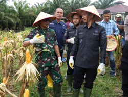 Pemkab Aceh Barat Panen Raya Jagung di Kaway XVI